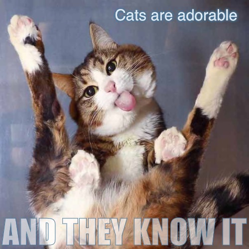 Cats are adorable AND THEY KNOW IT | made w/ Imgflip meme maker