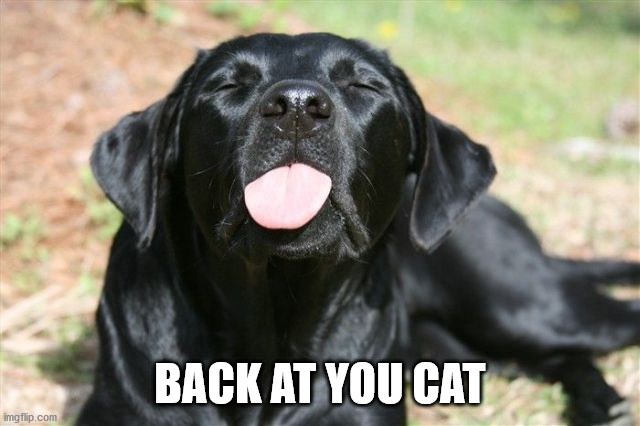 BACK AT YOU CAT | made w/ Imgflip meme maker