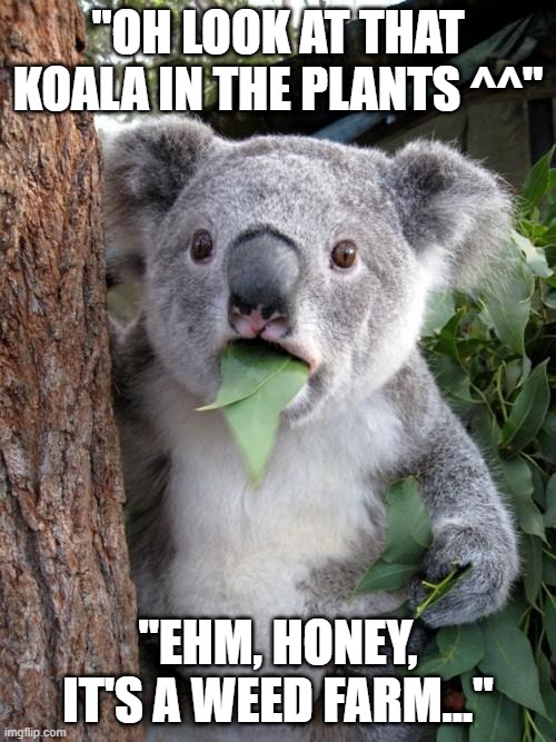 Panda in the Plants | ''OH LOOK AT THAT KOALA IN THE PLANTS ^^''; ''EHM, HONEY, IT'S A WEED FARM...'' | image tagged in memes,surprised koala,weed,funny,koala | made w/ Imgflip meme maker