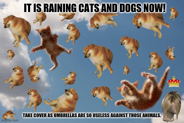 Flying kitties | IT IS RAINING CATS AND DOGS NOW! TAKE COVER AS UMBRELLAS ARE SO USELESS AGAINST THOSE ANIMALS. | image tagged in memes,cats and dogs,karen walker | made w/ Imgflip meme maker