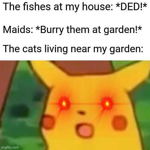 Surprised Pikachu | The fishes at my house: *DED!*; Maids: *Burry them at garden!*; The cats living near my garden: | image tagged in memes,surprised pikachu,cute cats | made w/ Imgflip meme maker