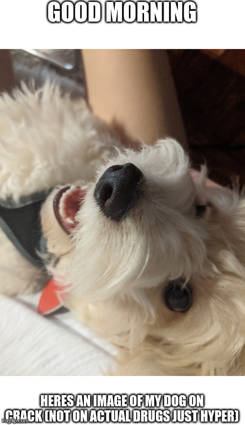 GOOD MORNING; HERES AN IMAGE OF MY DOG ON CRACK (NOT ON ACTUAL DRUGS JUST HYPER) | made w/ Imgflip meme maker