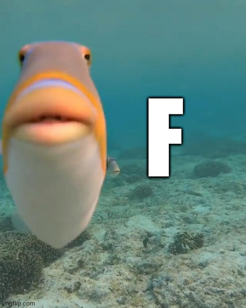 staring fish | F | image tagged in staring fish | made w/ Imgflip meme maker