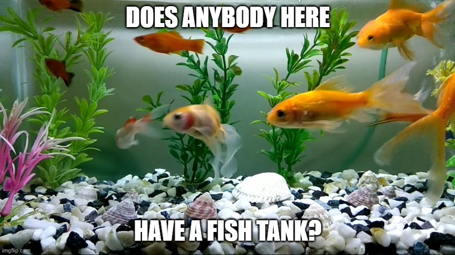 f i s h | DOES ANYBODY HERE; HAVE A FISH TANK? | made w/ Imgflip meme maker