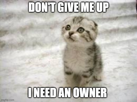 Sad Cat Meme | DON'T GIVE ME UP I NEED AN OWNER | image tagged in memes,sad cat | made w/ Imgflip meme maker