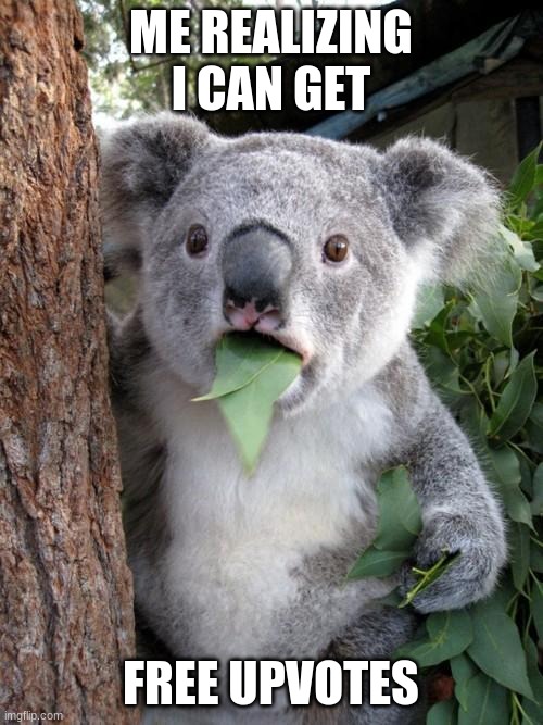 Surprised Koala Meme | ME REALIZING I CAN GET; FREE UPVOTES | image tagged in memes,surprised koala | made w/ Imgflip meme maker