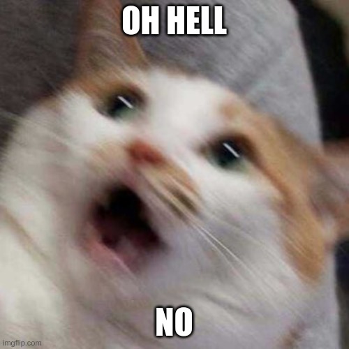 Oh no Cat | OH HELL NO | image tagged in oh no cat | made w/ Imgflip meme maker
