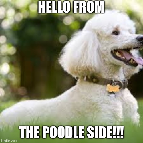 Hello There | HELLO FROM; THE POODLE SIDE!!! | image tagged in memes,cute poodles,hello | made w/ Imgflip meme maker