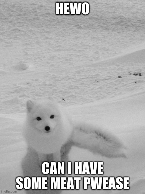 Arctic Foxy Wants... |  HEWO; CAN I HAVE SOME MEAT PWEASE | image tagged in arctic foxy wants | made w/ Imgflip meme maker