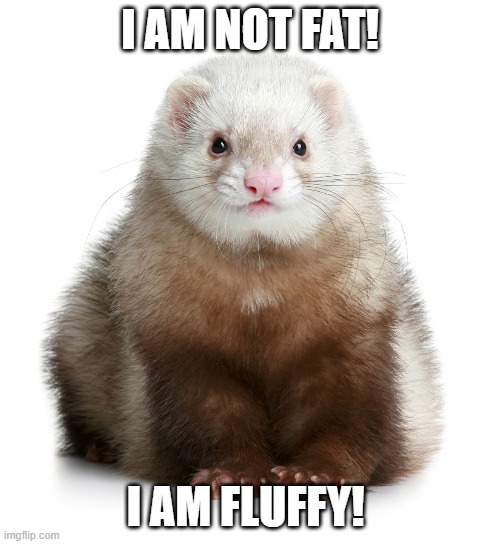 fat or fluffy | I AM NOT FAT! I AM FLUFFY! | image tagged in ferret | made w/ Imgflip meme maker