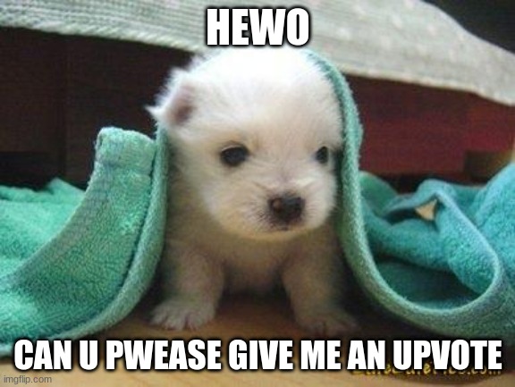 Cute puppy | HEWO; CAN U PWEASE GIVE ME AN UPVOTE | image tagged in cute puppy | made w/ Imgflip meme maker