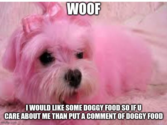  WOOF; I WOULD LIKE SOME DOGGY FOOD SO IF U CARE ABOUT ME THAN PUT A COMMENT OF DOGGY FOOD | made w/ Imgflip meme maker