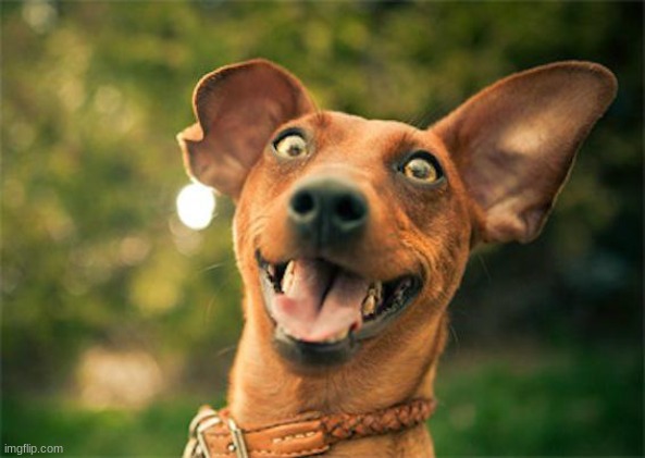 Happy dog | image tagged in happy dog | made w/ Imgflip meme maker