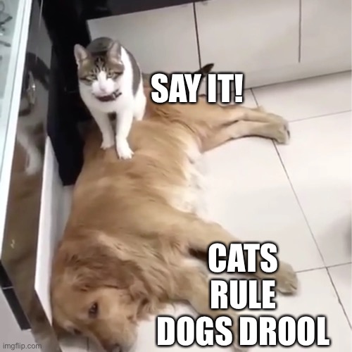 Cats rule, dogs drool | SAY IT! CATS RULE DOGS DROOL | image tagged in cats | made w/ Imgflip meme maker