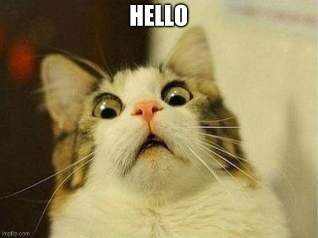 Scared Cat | HELLO | image tagged in memes,scared cat | made w/ Imgflip meme maker