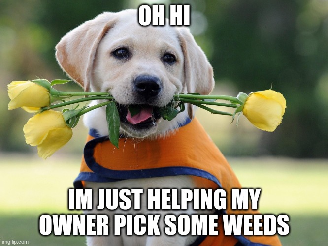 Cute dog | OH HI; IM JUST HELPING MY OWNER PICK SOME WEEDS | image tagged in cute dog | made w/ Imgflip meme maker