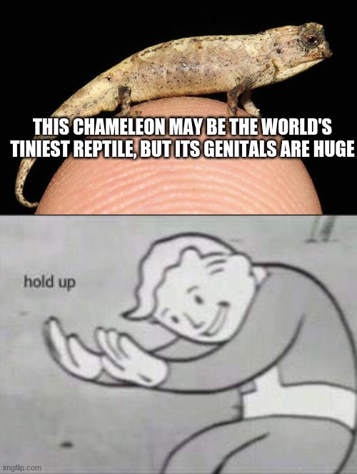 whaaaaaat | THIS CHAMELEON MAY BE THE WORLD'S TINIEST REPTILE, BUT ITS GENITALS ARE HUGE | image tagged in fallout hold up | made w/ Imgflip meme maker
