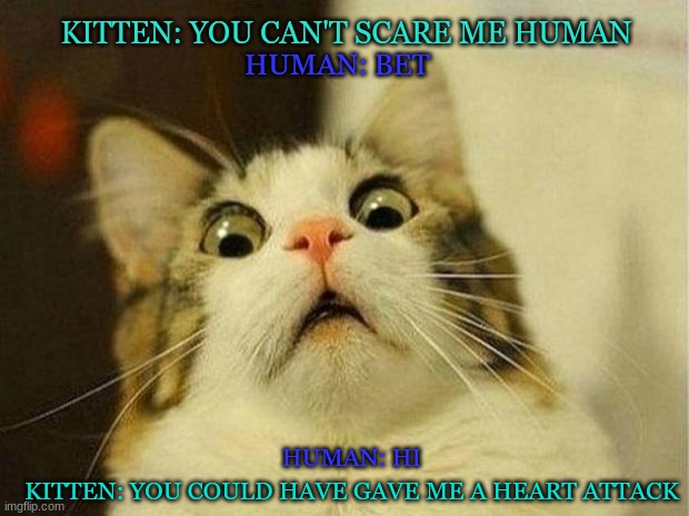 Kitten getting scared | KITTEN: YOU CAN'T SCARE ME HUMAN; HUMAN: BET; HUMAN: HI; KITTEN: YOU COULD HAVE GAVE ME A HEART ATTACK | image tagged in memes,scared cat | made w/ Imgflip meme maker