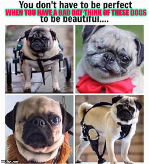 pugzzz | WHEN YOU HAVE A BAD DAY THINK OF THESE DOGS | image tagged in bad pun dog | made w/ Imgflip meme maker