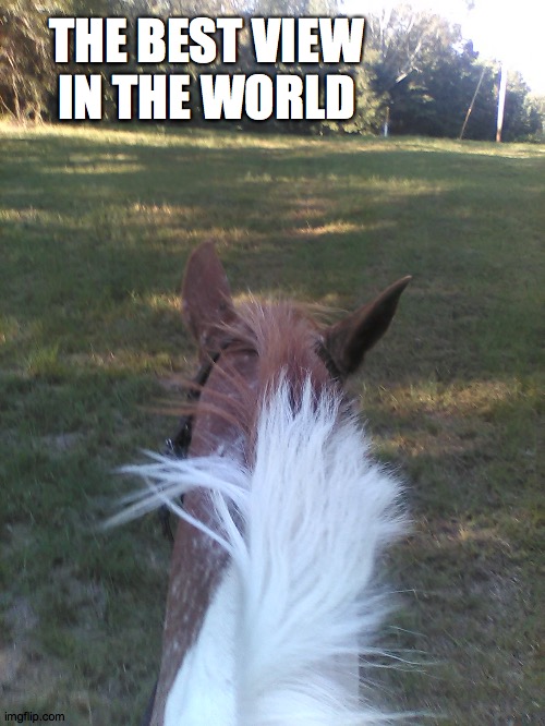 He always gives me one ear when I talk to him XD | THE BEST VIEW IN THE WORLD | image tagged in horse,true love,valentine,forever alone,stupid,tags | made w/ Imgflip meme maker