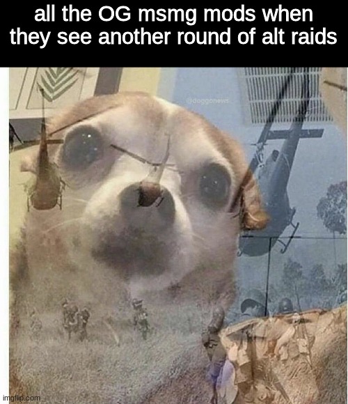 not again | all the OG msmg mods when they see another round of alt raids | image tagged in ptsd chihuahua | made w/ Imgflip meme maker