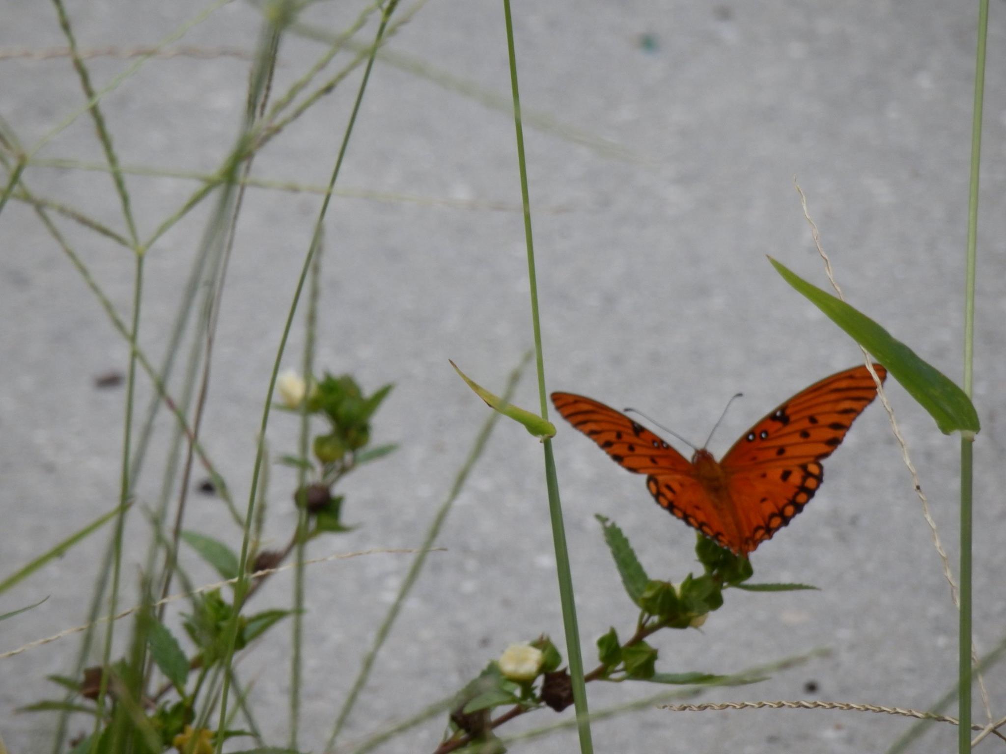 Gulf Fritillary Butterfly Blank Meme Template