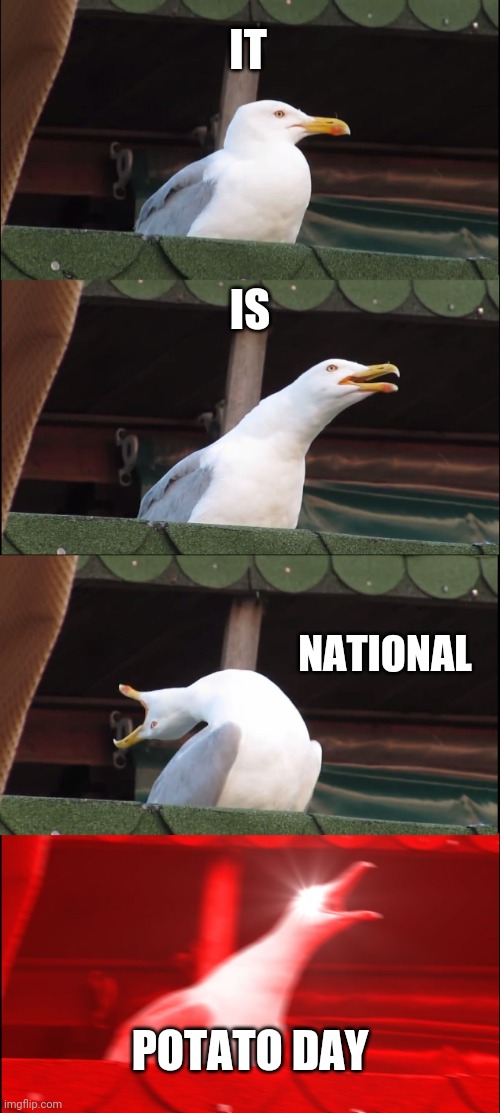 Potato month* | IT; IS; NATIONAL; POTATO DAY | image tagged in memes,inhaling seagull | made w/ Imgflip meme maker