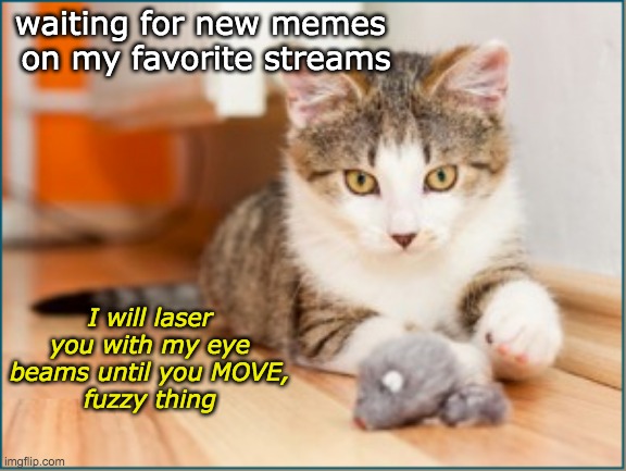 Waiting on the memes (new template) | waiting for new memes 
on my favorite streams; I will laser you with my eye beams until you MOVE,
fuzzy thing | image tagged in waiting for the mouse,cats,toy,memes,waiting | made w/ Imgflip meme maker