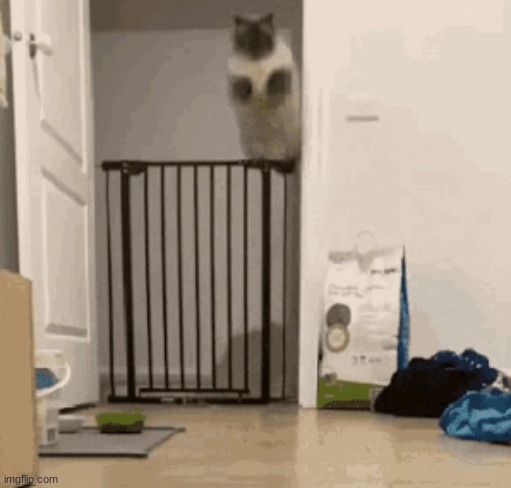 Springing Cat | image tagged in springing cat | made w/ Imgflip meme maker