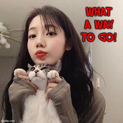 If I were the cat I wouldn't mind | WHAT A WAY TO GO! | image tagged in vince vance,memes,cats,dream girl,asian girl,i love cats | made w/ Imgflip meme maker