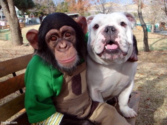 Bulldog and Friend | image tagged in bulldog and friend | made w/ Imgflip meme maker