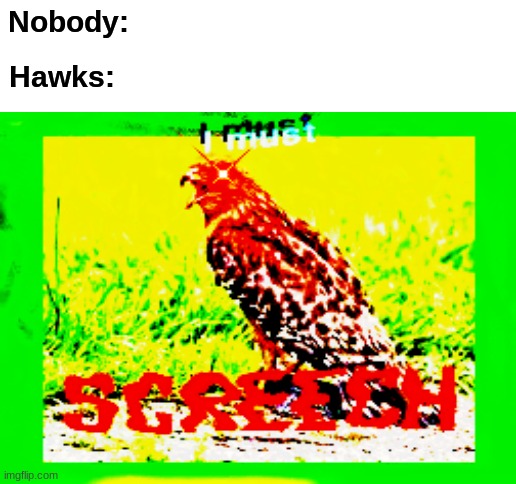 Nobody:; Hawks: | image tagged in blank white template,memes,high quality,noice | made w/ Imgflip meme maker