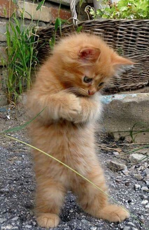 i dont know what I am doing, cute cat, lovely cat dancer, dancer | image tagged in i dont know what i am doing cute cat lovely cat dancer dancer | made w/ Imgflip meme maker