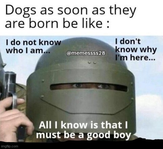 Dogs | image tagged in dogs,good boy | made w/ Imgflip meme maker
