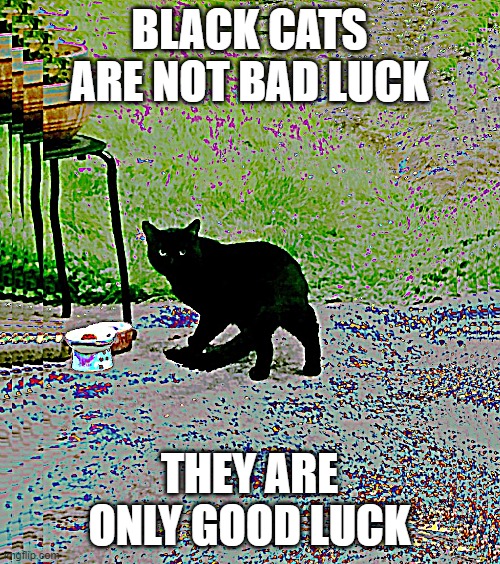 Black cats are not bad luck | BLACK CATS ARE NOT BAD LUCK; THEY ARE ONLY GOOD LUCK | image tagged in black cat,good luck,cats | made w/ Imgflip meme maker