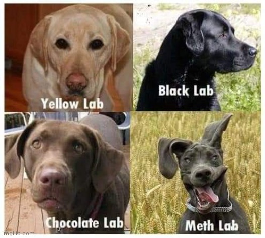 Meth Lab | image tagged in funny dogs | made w/ Imgflip meme maker