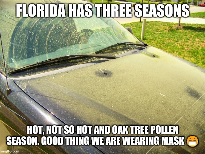 Florida, Pollen, Seasons | FLORIDA HAS THREE SEASONS; HOT, NOT SO HOT AND OAK TREE POLLEN SEASON. GOOD THING WE ARE WEARING MASK 😷 | image tagged in pollen covered car | made w/ Imgflip meme maker