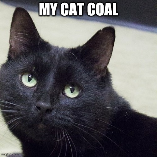 My cat | MY CAT COAL | image tagged in cat | made w/ Imgflip meme maker