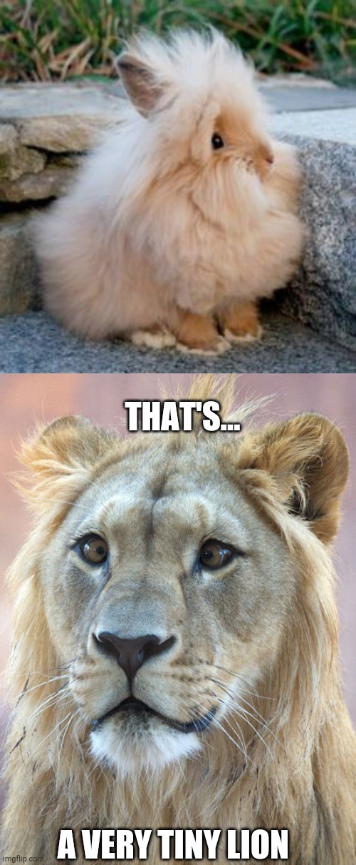 LION BUNNY | THAT'S... A VERY TINY LION | image tagged in lionhead,bunny,rabbit,lion | made w/ Imgflip meme maker