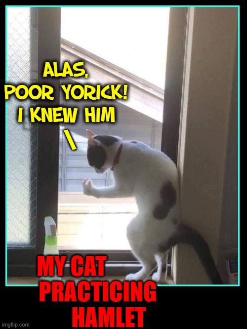 A Truly Deep Cat... | ALAS, POOR YORICK! I KNEW HIM; \; MY CAT             PRACTICING            HAMLET | image tagged in vince vance,cats,memes,shakespeare,hamlet,window | made w/ Imgflip meme maker