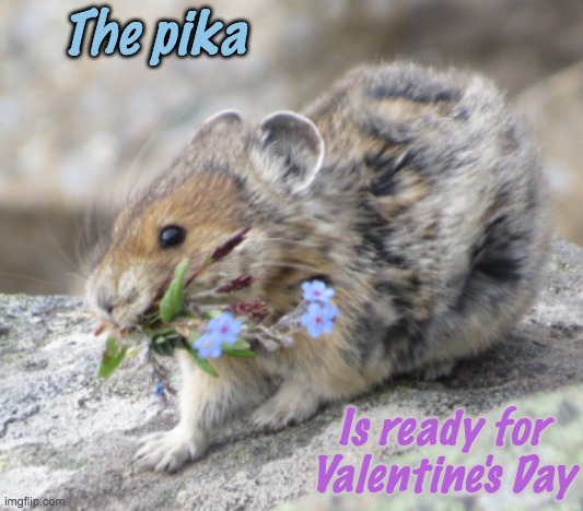 Hibernating rodents always prepare before the big day | The pika; Is ready for Valentine's Day | image tagged in rodent,pika,flowers,holidays,valentine's day | made w/ Imgflip meme maker