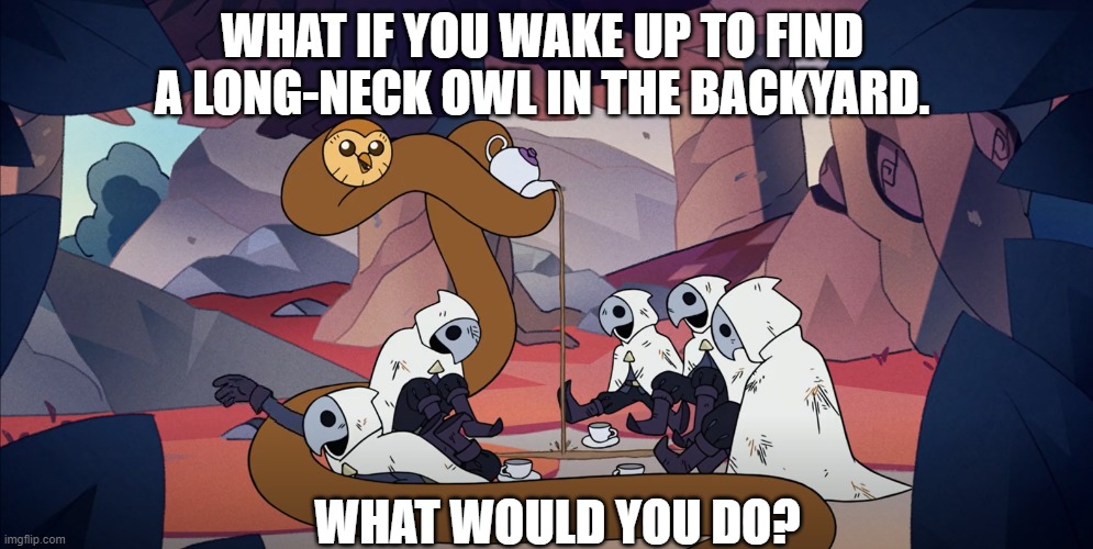 Long Neck Owl | WHAT IF YOU WAKE UP TO FIND A LONG-NECK OWL IN THE BACKYARD. WHAT WOULD YOU DO? | image tagged in owl | made w/ Imgflip meme maker