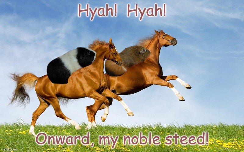The Ride of the Rodents | Hyah!  Hyah! Onward, my noble steed! | image tagged in horses,guinea pig | made w/ Imgflip meme maker
