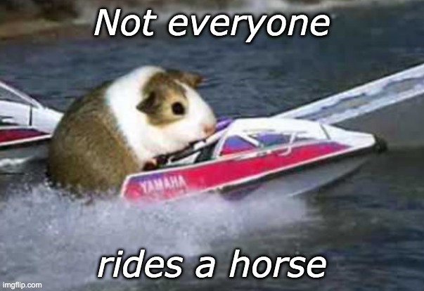 Captain Guinea Pig | Not everyone; rides a horse | image tagged in guinea pig,boat,speed | made w/ Imgflip meme maker