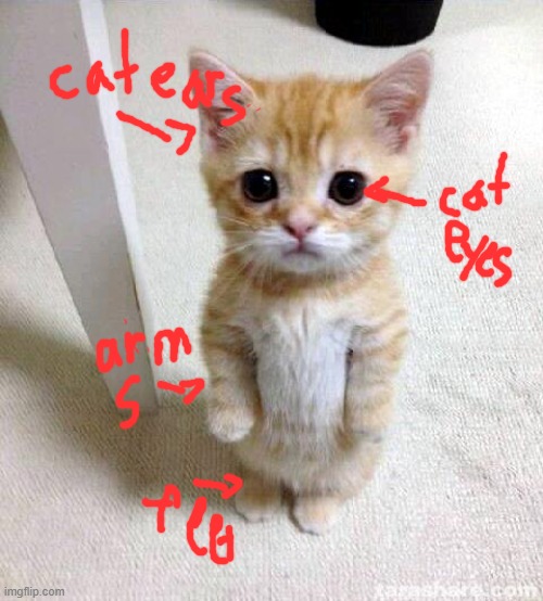 I labled the cat | image tagged in memes,cute cat | made w/ Imgflip meme maker