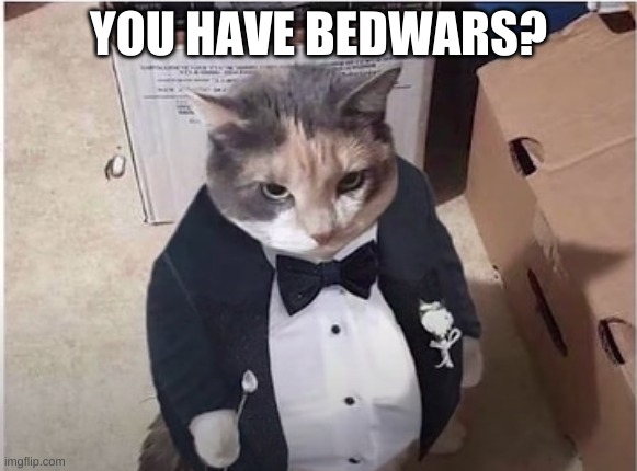 Fancy Cat | YOU HAVE BEDWARS? | image tagged in fancy cat | made w/ Imgflip meme maker