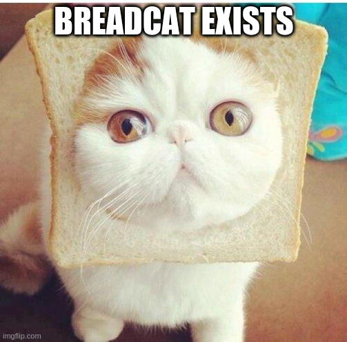 Look what I found after 7 years | BREADCAT EXISTS | image tagged in breadcat,cute | made w/ Imgflip meme maker