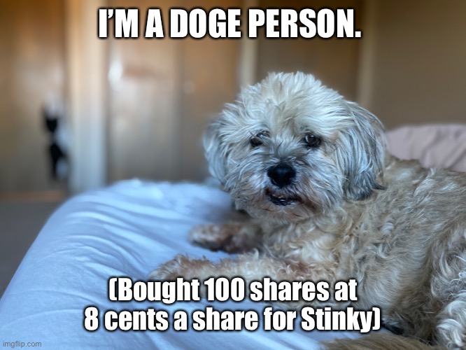 Stinky DOGE Meme | I’M A DOGE PERSON. (Bought 100 shares at 8 cents a share for Stinky) | image tagged in stinky dog | made w/ Imgflip meme maker