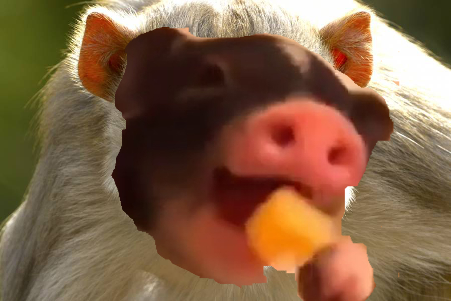 High Quality Cheese Eating Monkey Pig Blank Meme Template