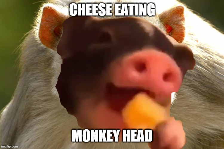 Cheese Eating Monkey Pig | CHEESE EATING; MONKEY HEAD | image tagged in cheese eating monkey pig | made w/ Imgflip meme maker